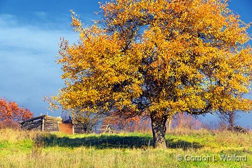 Autumn Tree_30332.jpg - Photographed near Fallbrook, Ontario, Canada.